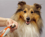Electric Manicure, pet nail sharpener - Image 4