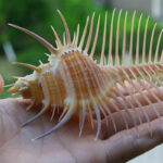 Ancient Conch Comb Conch Shell Aquarium Fish Decoration Specimen Conch - Image 4