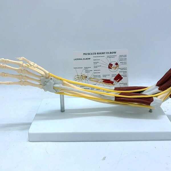 Ligament Joint Model Into Muscle Nerve Anatomy Human Skeleton Skull Arm Teaching Aid