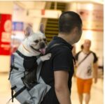 Ventilated And Breathable Pet Backpack - Image 2