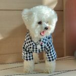 Korea Plaid Khaki Blue Pocket Pajamas For Dogs - Image 4