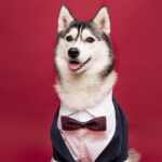 Pet Dog Suit Swallowtail Dress Shirt - Image 6