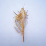 Ancient Conch Comb Conch Shell Aquarium Fish Decoration Specimen Conch - Image 3