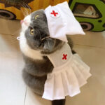 Fashionable And Personalized Cat Dress Set - Image 2