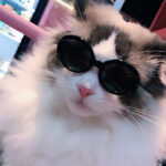 Pet Dog Cat Multi-color Sunglasses Cool Handsome Accessories - Image 6
