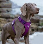 Large Pet Walking Dog Traction Rope Chest Strap - Image 3
