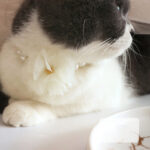 Pet Cat Dog Cute Retro Big Flower Collar Necklace - Image 2