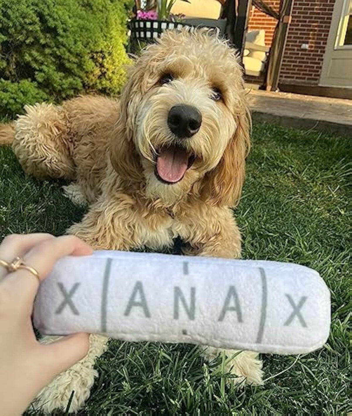 Funny Dog Toy  Parody Plush Squeaky Crinkle Dog Toy - Image 4