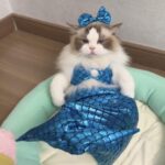 Cat Mermaid Costume Creative Cat And Dog Costumes Funny Cat Mermaid Costume Cat Mermaid Fishtail Dress Puppy Mermaid Fishtail Dress Pet Mermaid Costume Humor Funny Photo Props - Image 7
