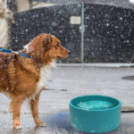 L Pet Heating Bowl Pet Tableware Anti-fall Non-slip Constant