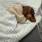 Winter Wear Warm Pet Autumnwinter Clothes - Image 4