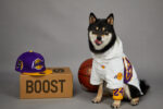 Polyester Pet Shell Jacket - Image 3