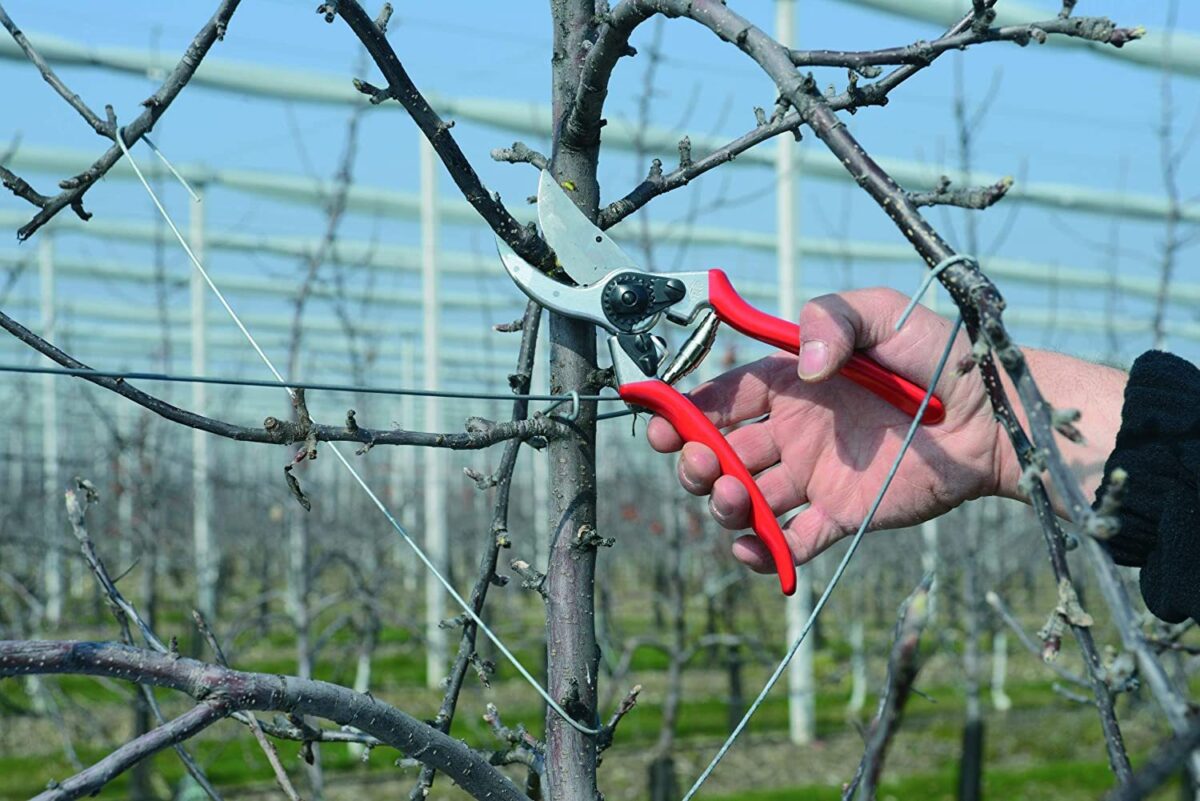 Basic Level Large-handed Right-handed Gardening Shears - Image 3