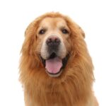 Pet Supplies Dog Wig Dog Hat Lion Head Cover - Image 5