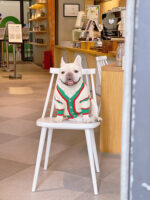 Bichon Schnauzer Cat And Dog Winter Pet Coat - Image 5