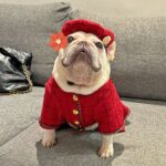 Pet Trendy Brand Popular Clothing - Image 6
