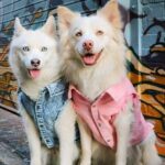 Pet Dog Washed Denim Jacket Clothes - Image 3