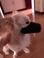 Go out pet mouth cover - Image 5
