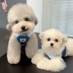 Spring And Autumn Pet's Chest-back Hand Holding Rope Dog Cat Clothes - Image 4