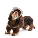 Pet Wild Cowboy Hat Sunscreen Dog Sun Protection Hat - Image 3