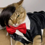 Pet Wig Fox Cat Funny Dress Up - Image 3