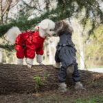 Fashion Personality Dog Pet One-piece Raincoat - Image 3