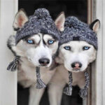 Pet dog autumn and winter woolen hat - Image 2