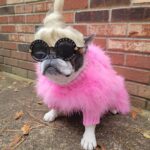 Pet Dog Plush Warm Solid Colour Jumper - Image 4