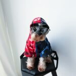 Thick warm sweater pet clothes - Image 5