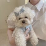 Lace Skirt Pet Dog Cat Skirt - Image 6