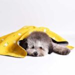 Pet Double-sided Cotton Wool Blanket Kennel Mat - Image 2