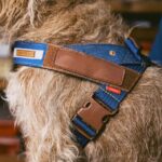 PetReflective Dog Chest Strap At Night - Image 4