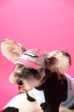 Dog Clothes Stitching Zipper Pullover Sweater - Image 7