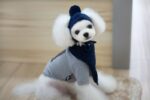 Tide pet clothes dog hat bib suit Teddy Bomei wool scarf autumn winter hat pet scarf - Image 4