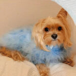 Pet Autumn And Winter Round Neck Sweater - Image 6