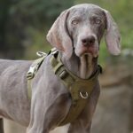 Large Pet Walking Dog Traction Rope Chest Strap - Image 2