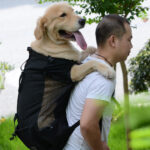 Ventilated And Breathable Pet Backpack - Image 3