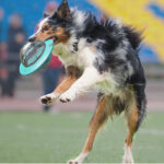 Dog Interactive Food Leaking Dispensing Treat Ball For Small Large Dogs Improve IQ Training Toy Puppy Slow Feed Dachshund Toy - Image 2