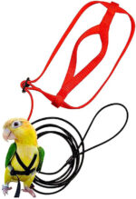 Parrot Flying With Flying Rope And Bird Harness - Image 6
