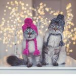 Fur Ball Warm And Windproof Fluffy Ball Knitting Method Dog Fighting Hat - Image 5