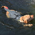 Flying Dragon Cosplay Dog Swimsuit - Image 4