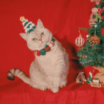 Pet Christmas Limited Ball Bib - Image 4