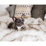 Dog Bed  Machine Washable And Waterproof Couch Bed, White With Brown Accents - Image 3