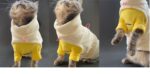Winter Hairless Cat Sphinx German Universal - Image 4