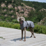 Pet Shell Jacket Dog Winter Outdoors Ski Suit - Image 3