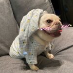 Clothes, Dogs Cats Favs Teddy Schnauzer - Image 5