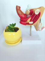 Anatomical Urinary System Model Of Male Internal Reproductive Disease - Image 2