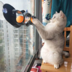 Windowsill Pets Toy Cat Track Ball Pet Products - Image 2