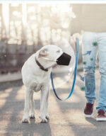 Go out pet mouth cover - Image 3