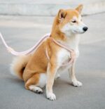 Pet Dual-purpose Integrated Round Rope Dog Leash - Image 6